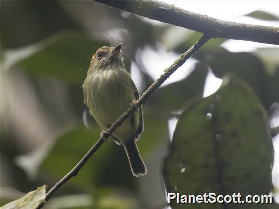 Scale-crested Pygmy-Tyrant (Lophotriccus pileatus)