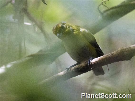 Tawny-capped Euphonia (Euphonia anneae)