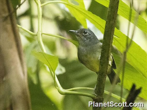 White-flanked Antwren (Myrmotherula axillaris)