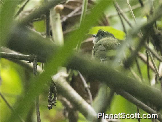 White-ruffed Manakin (Corapipo altera)