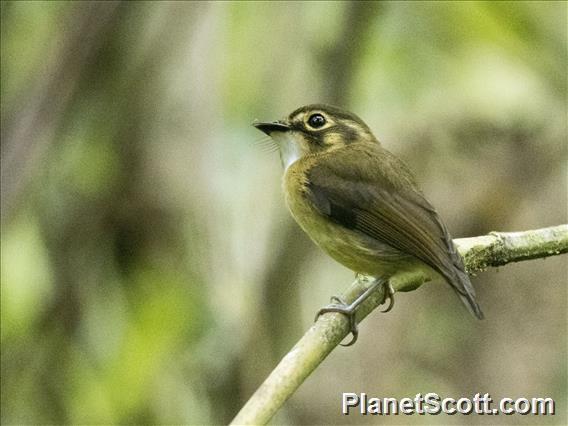 White-throated Spadebill (Platyrinchus mystaceus)