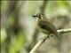 White-throated Spadebill (Platyrinchus mystaceus)