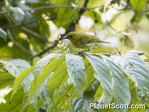 Black-and-yellow Tanager (Chrysothlypis chrysomelas)