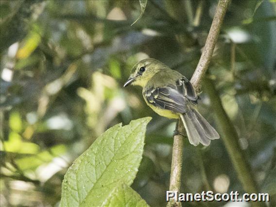 Yellow Tyrannulet (Capsiempis flaveola)