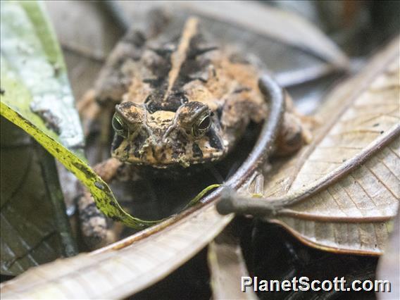 Wet Forest Toad (Incilius melanochlorus)