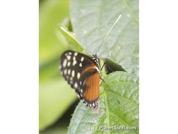 Tiger Longwing (Heliconius hecale)