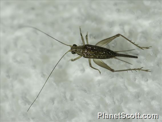 Brown Sword-tail Cricket (Anaxipha sp)