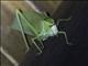 Leaf Katydid (Stilpnochlora sp)