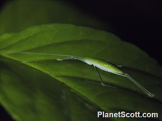 Katydid (Pterophyllini sp)