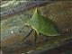 Stink Bug (Loxa viridis)