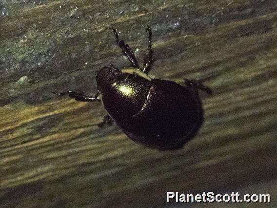 Shining Leaf Chafer (Anomalini sp)