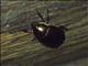 Shining Leaf Chafer (Anomalini sp)