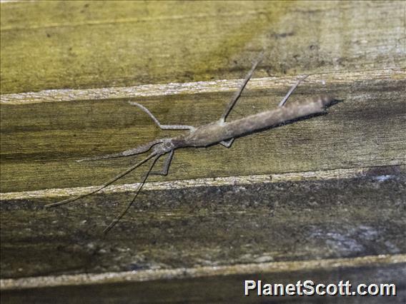 Striped Walkingstick (Prexaspini sp)