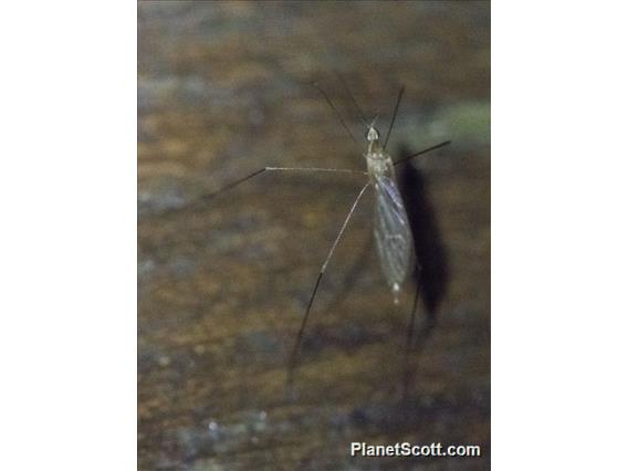 Crane Fly (Gonomyia sp)