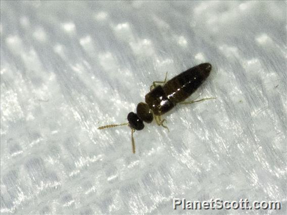 Rove Beetle (Gyrophaenina sp)