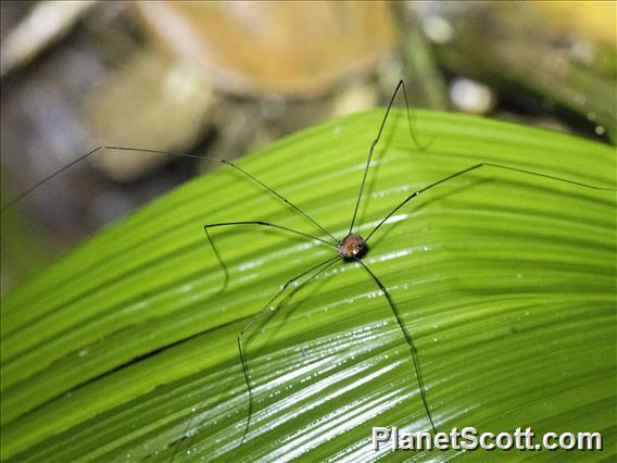 Harvestman (Sclerosomatidae sp)