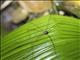 Harvestman (Sclerosomatidae sp)