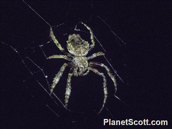 Orbweaver Spider (Parawixia sp)