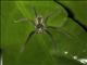 Tiger Bromeliad Spider (Cupiennius salei)