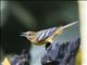 Baltimore Oriole (Icterus galbula) - Female