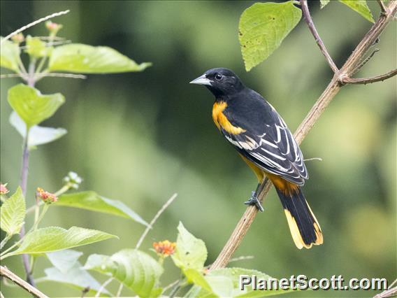 Baltimore Oriole (Icterus galbula)