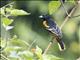 Baltimore Oriole (Icterus galbula)