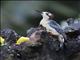 Black-cheeked Woodpecker (Melanerpes pucherani)