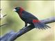 Crimson-collared Tanager (Ramphocelus sanguinolentus)