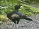 Great Curassow (Crax rubra) - Male