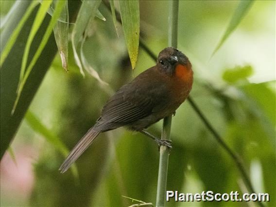 Red-throated Ant-Tanager (Driophlox fuscicauda)