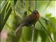 Red-throated Ant-Tanager (Habia fuscicauda)