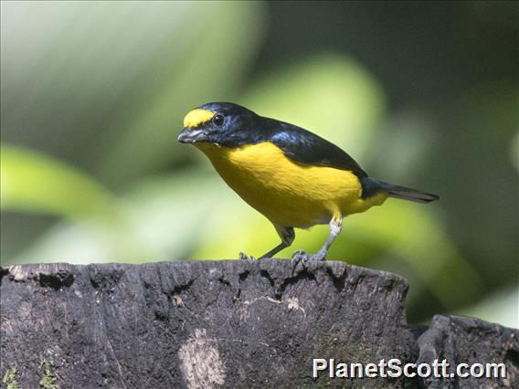 Yellow-throated Euphonia (Euphonia hirundinacea)