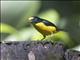 Yellow-throated Euphonia (Euphonia hirundinacea)