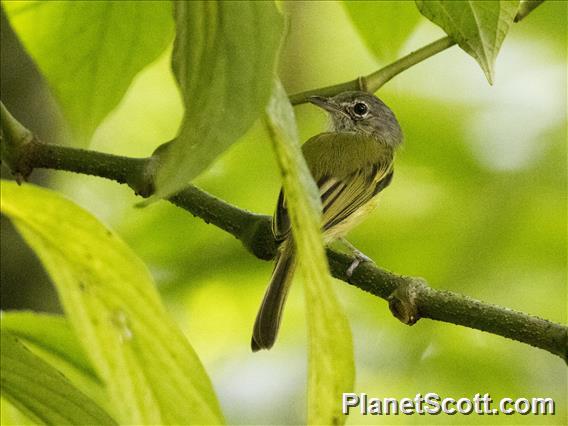 Yellow-winged Flatbill (Tolmomyias flavotectus)