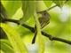 Yellow-winged Flatbill (Tolmomyias flavotectus)