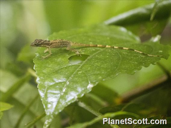 Blue-eyed Anole (Anolis woodi)