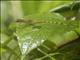 Blue-eyed Anole (Anolis woodi)