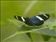 Sara Longwing (Heliconius sara)