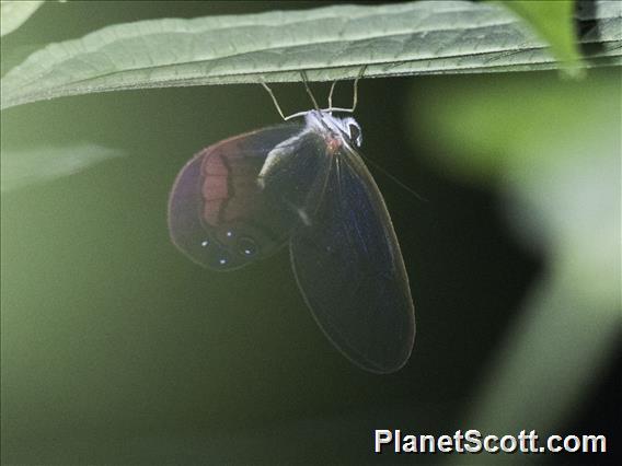 Rusted Clearwing-Satyr (Cithaerias pireta)