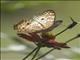 White Peacock (Anartia jatrophae)