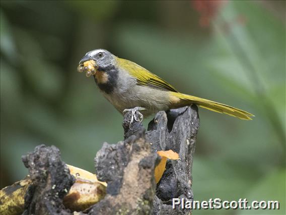 Buff-throated Saltator (Saltator maximus)