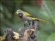 Buff-throated Saltator (Saltator maximus)