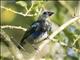 Golden-hooded Tanager (Stilpnia larvata) - Juvenile