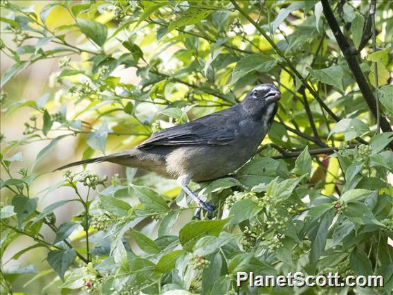 Cinnamon-bellied Saltator (Saltator grandis)