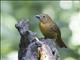 Scarlet-rumped Tanager (Ramphocelus passerinii)