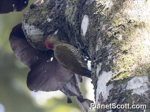 Rufous-winged Woodpecker (Piculus simplex)