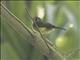 Sulphur-rumped Flycatcher (Myiobius sulphureipygius)