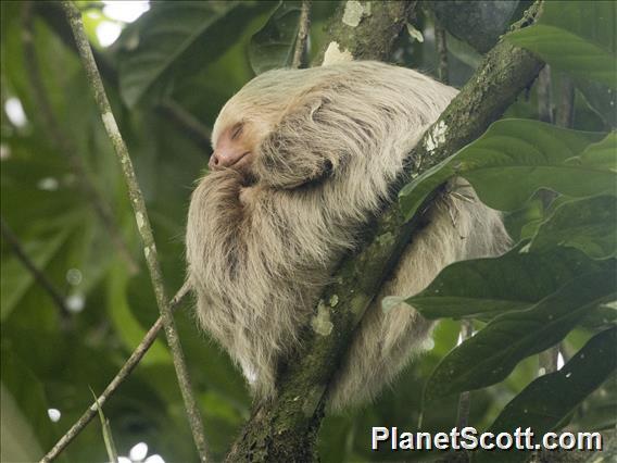 Hoffmann's Two-toed Sloth (Choloepus hoffmanni)