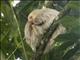 Hoffmanns Two-toed Sloth (Choloepus hoffmanni)