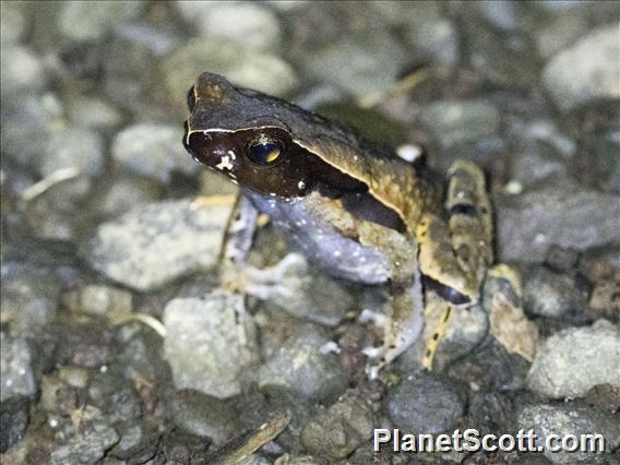 Leaf Litter Toad (Rhaebo haematiticus)